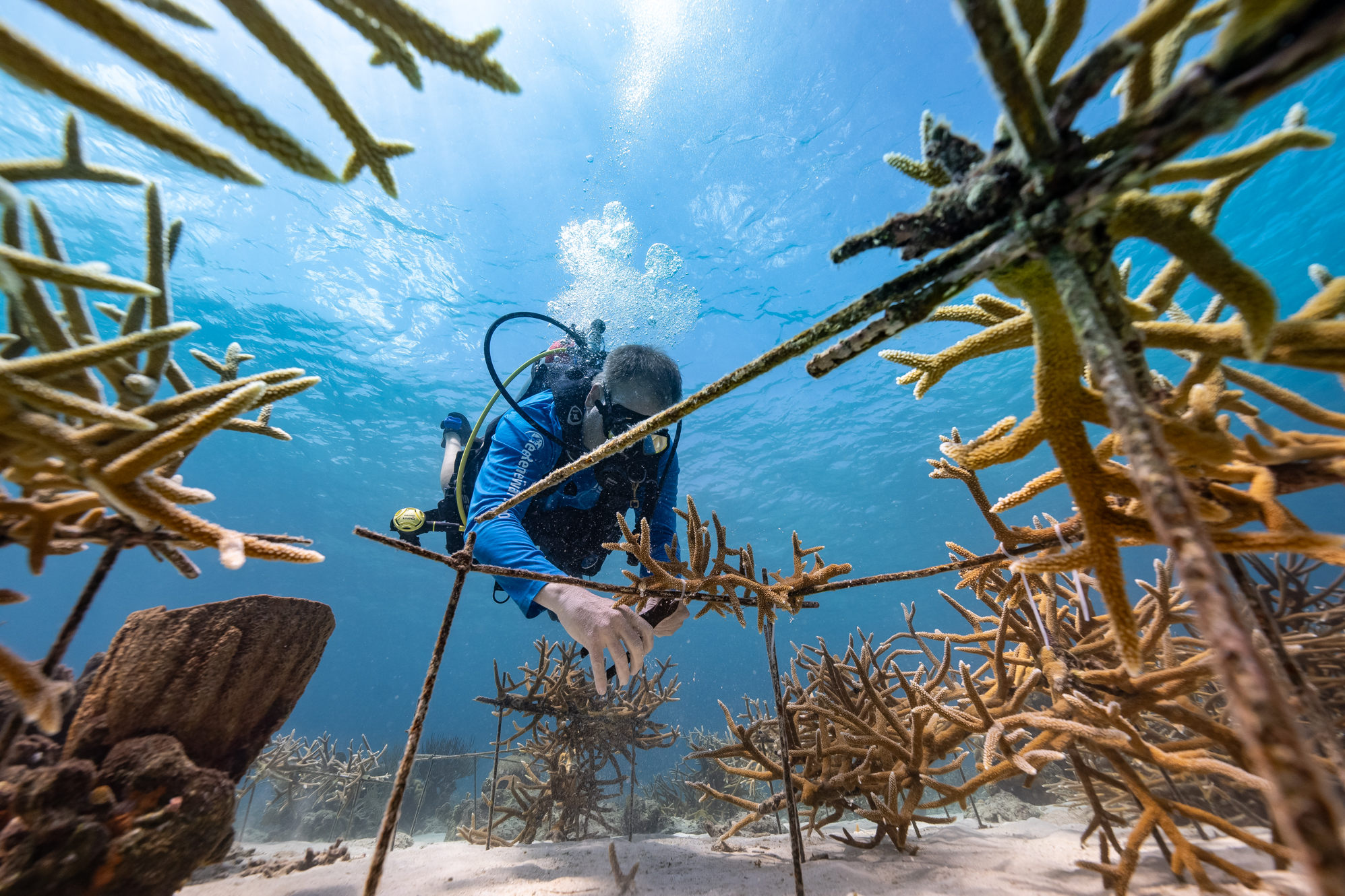 Reef Renewal Curacao (3)