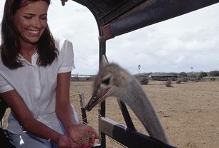CC Curaçao Ostrich Farm