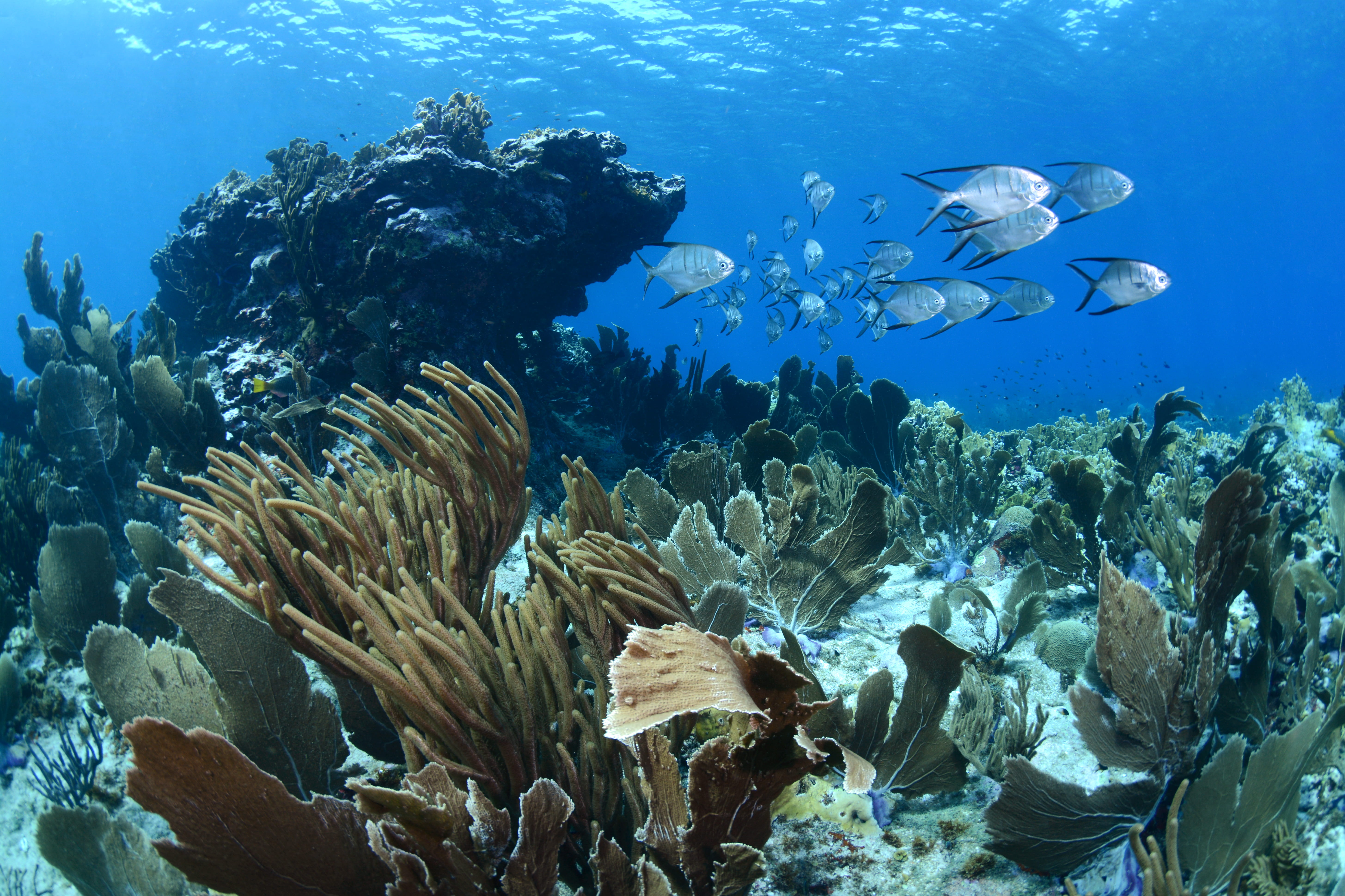 Restoring Coral reefs Curacao