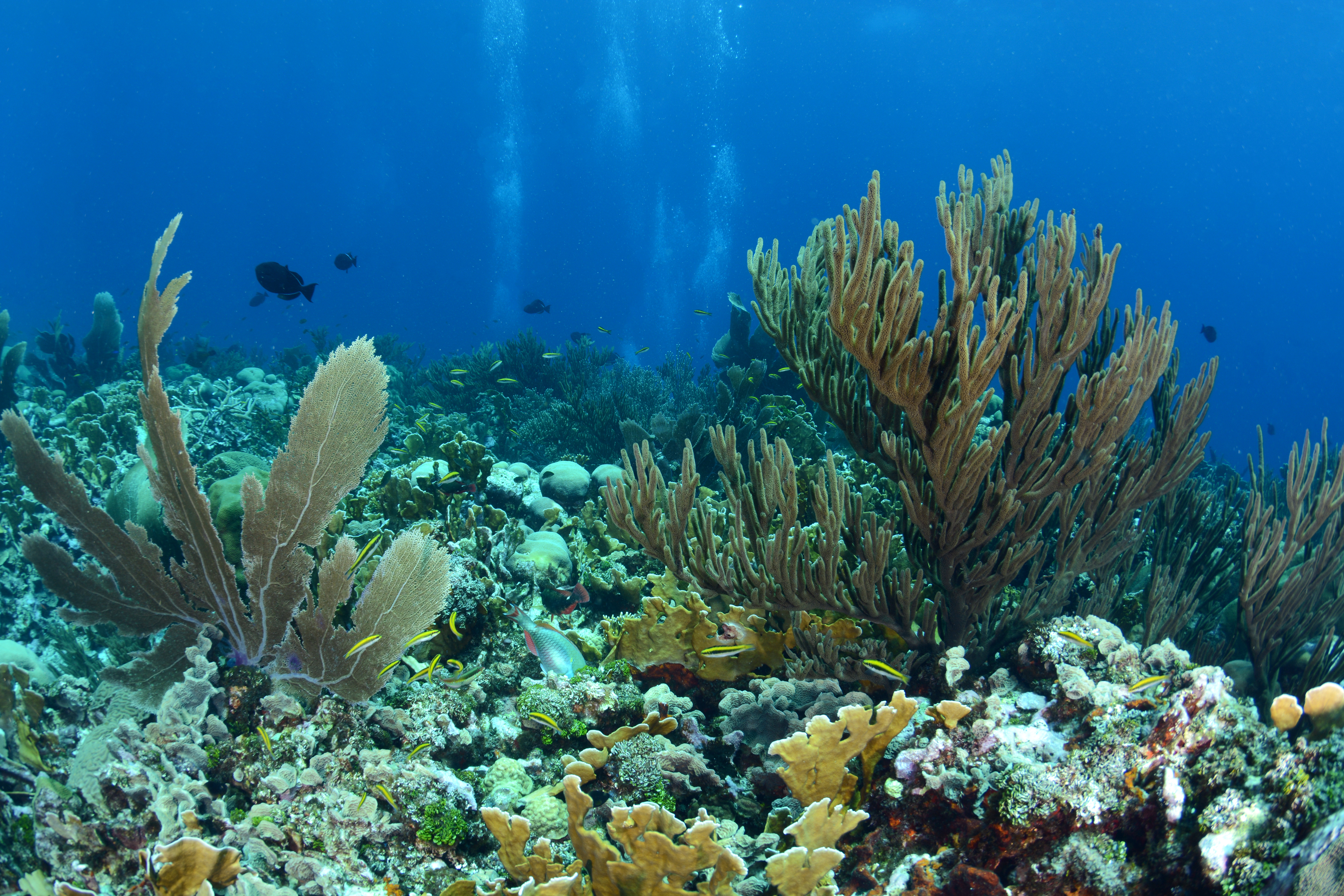 Black Rock Curacao (3)