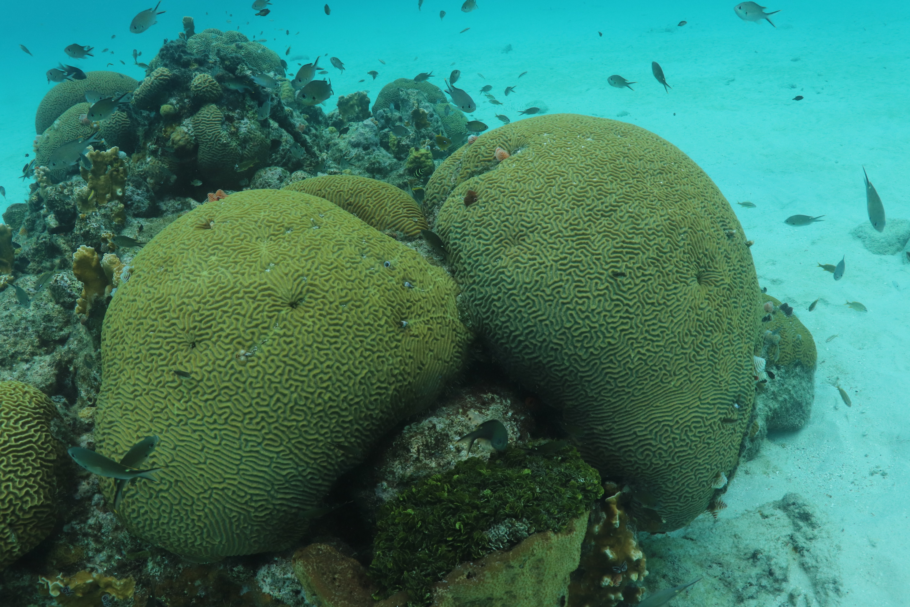 Mushroom forest - curacao diving (2)