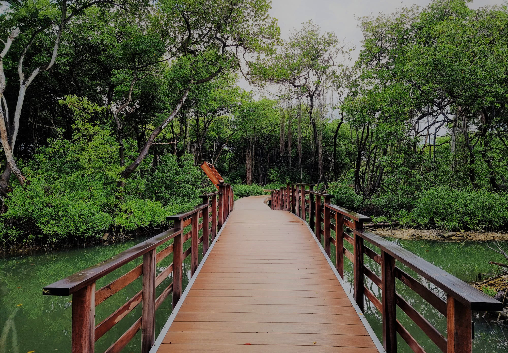 Curaçao Rif Mangrove Park