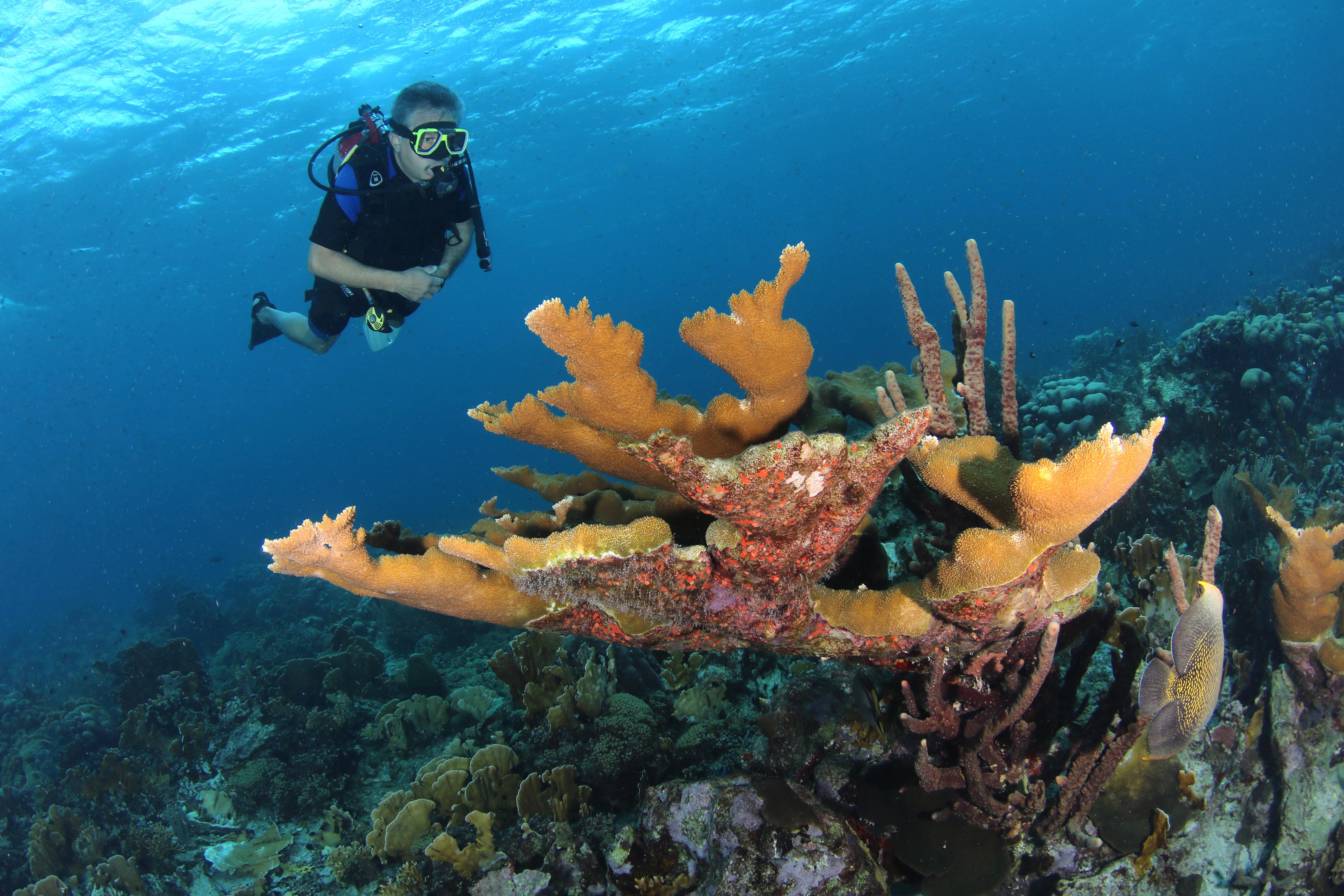 SeaAquarium Housereef