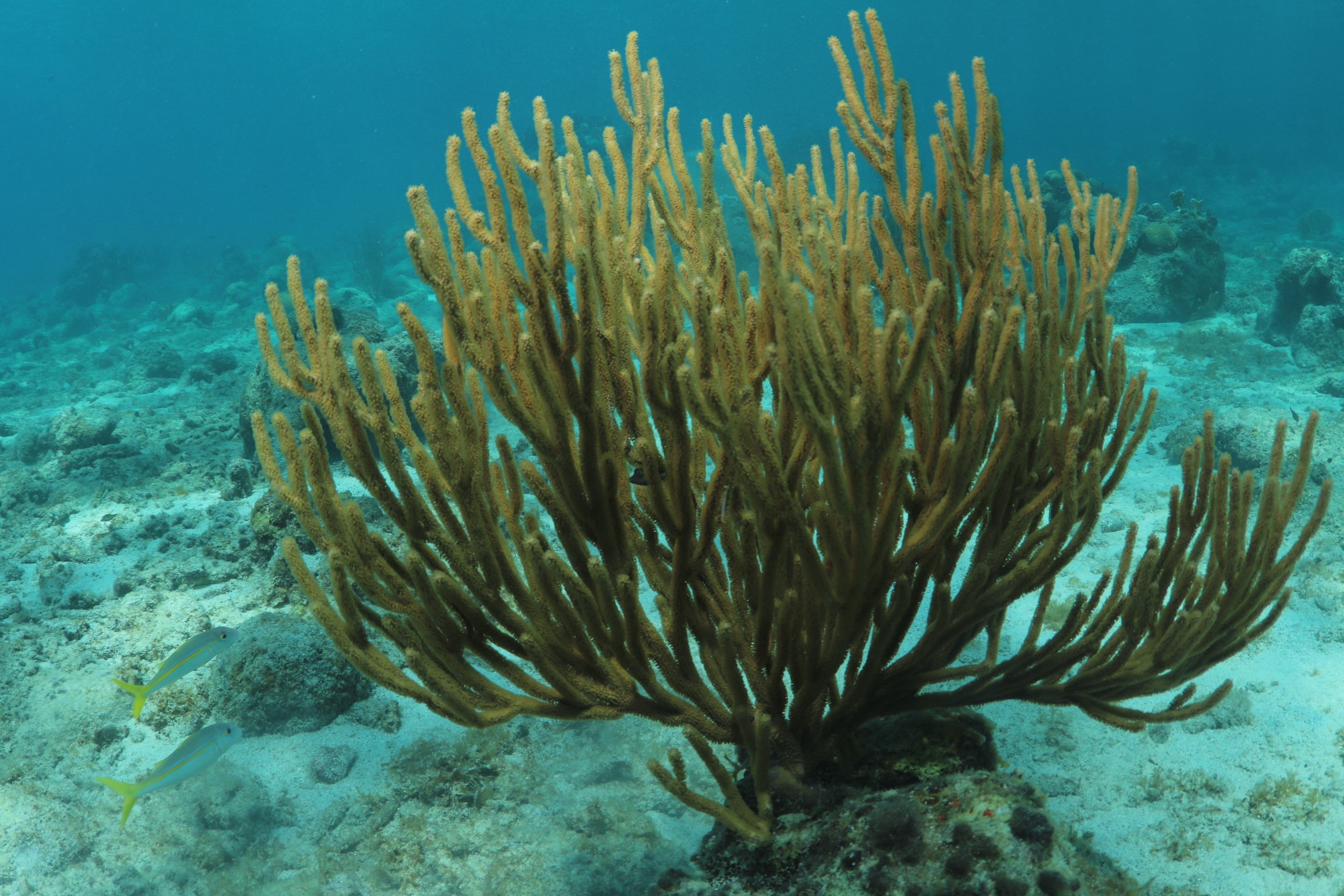 Tugboat - Curacao diving (3)
