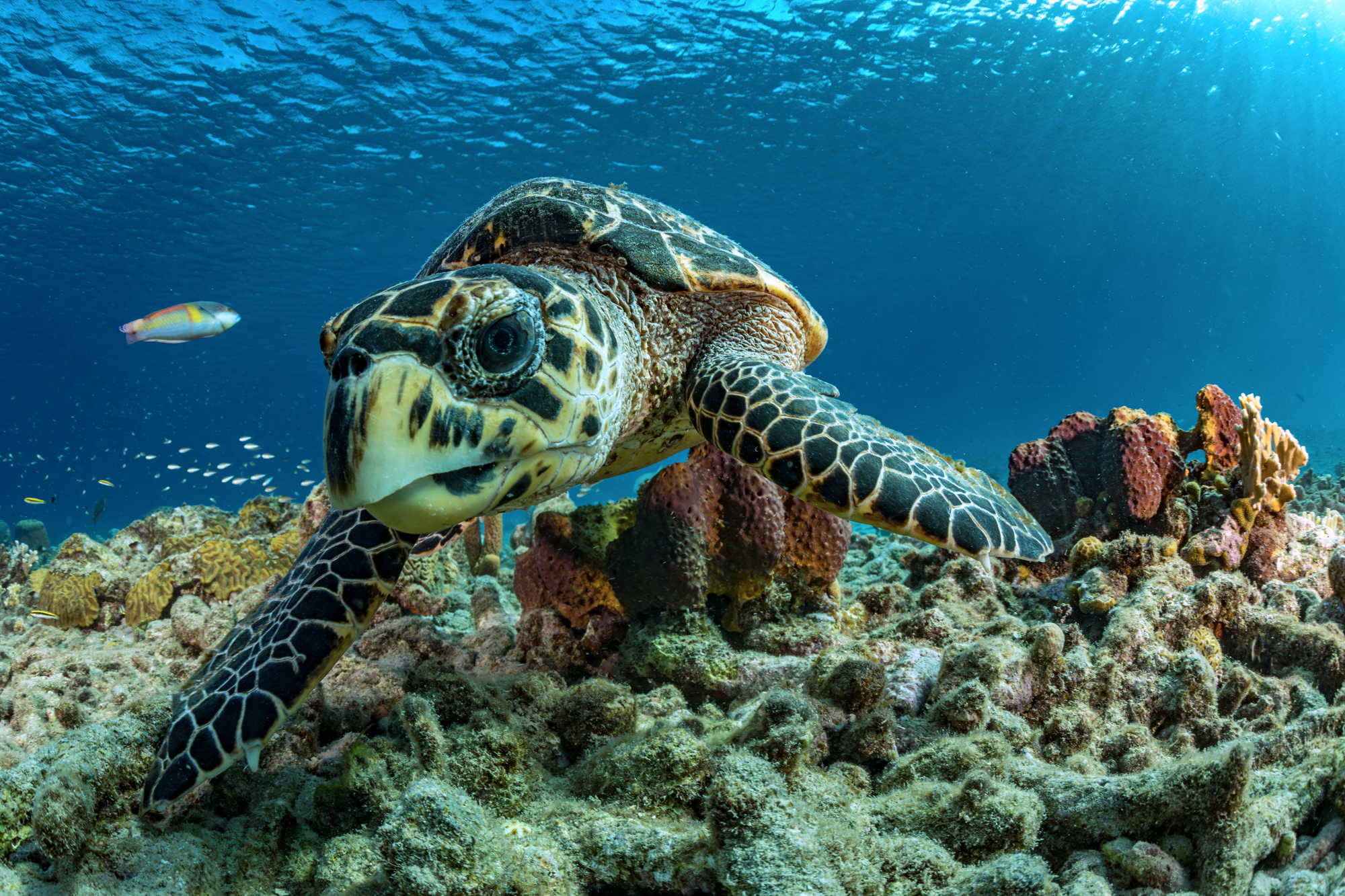 turtle-curious-curacao