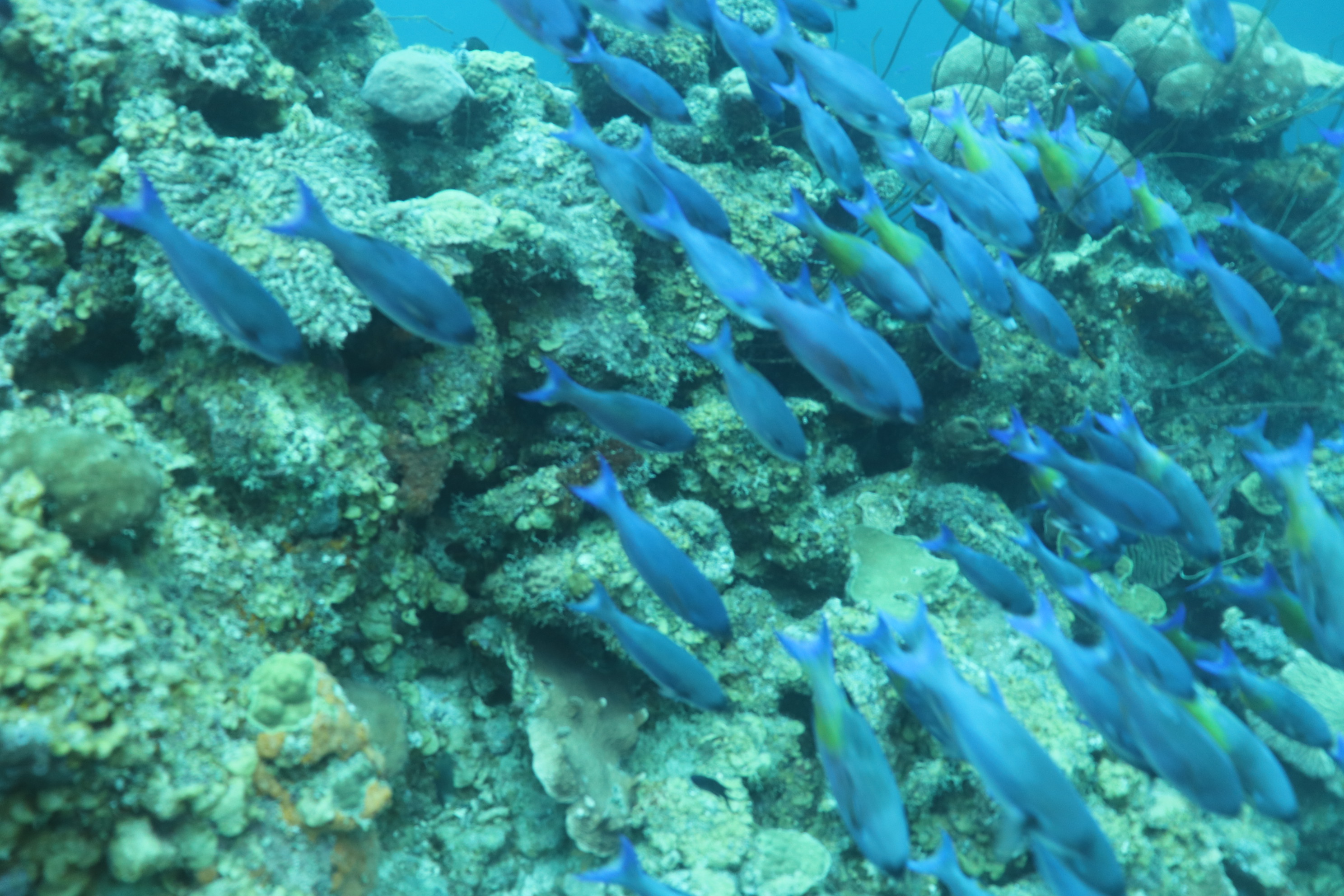 Mushroom forest - curacao diving (1)