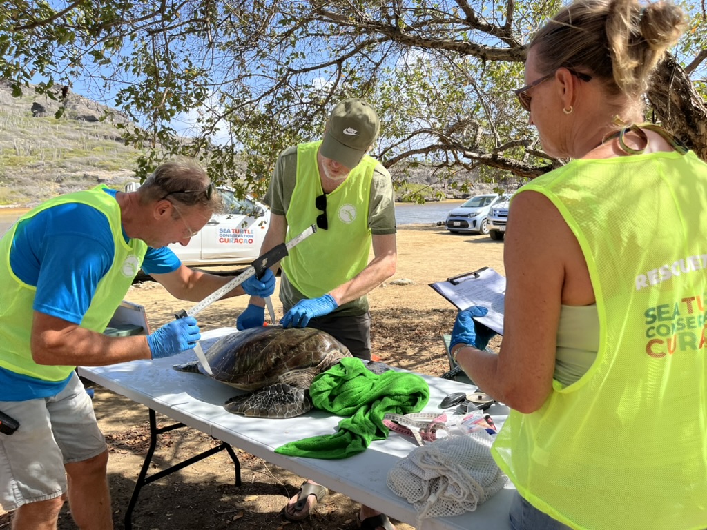 measuring turtle STCC