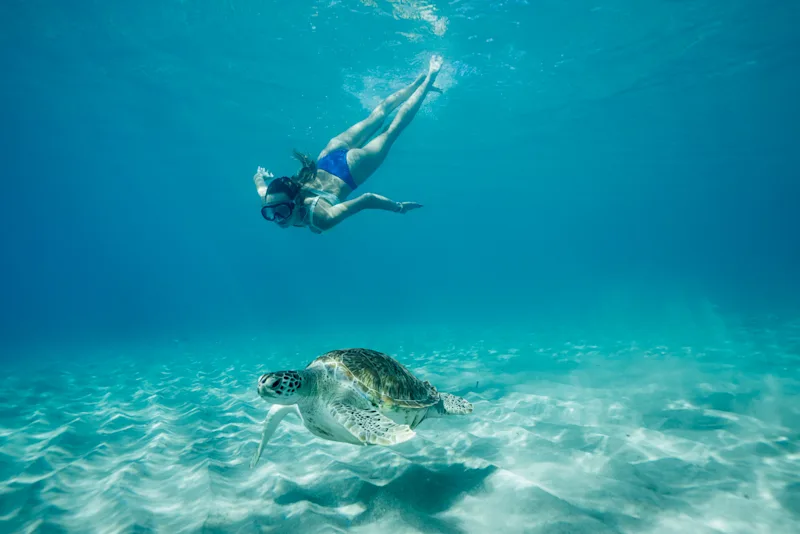 Turtle curacao
