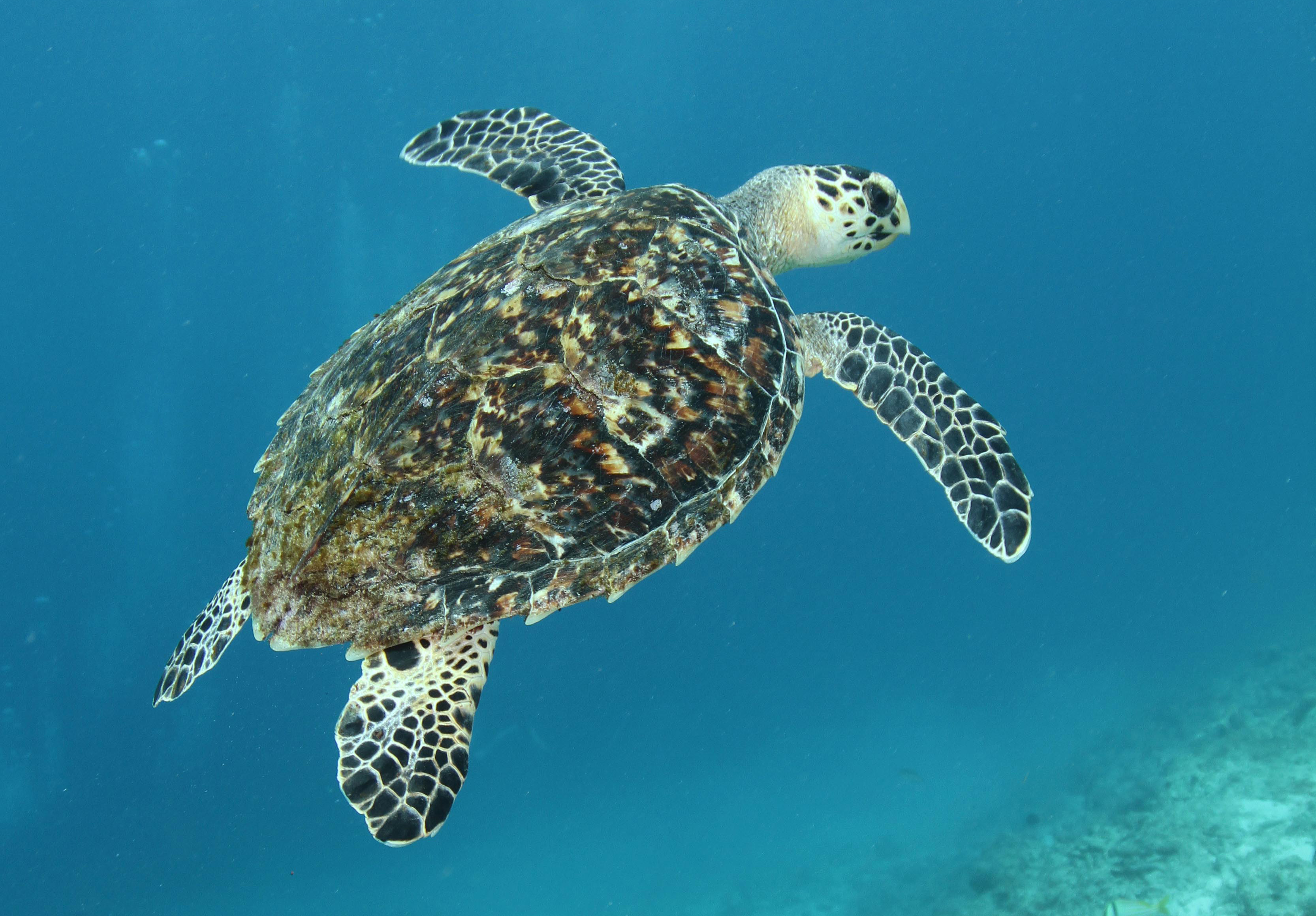 Scubaçao Diving Adventures