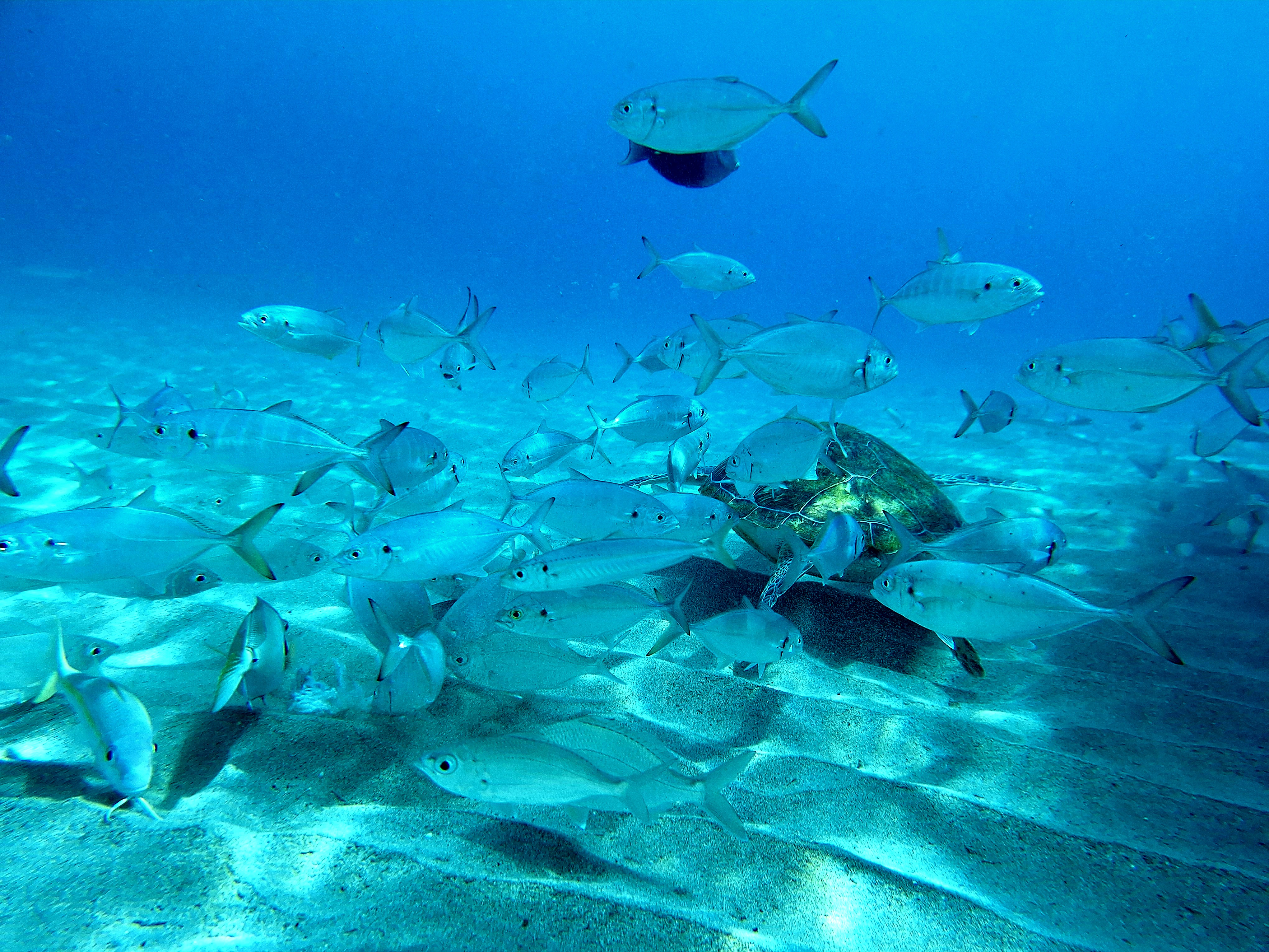 Seawalker Curacao (3)