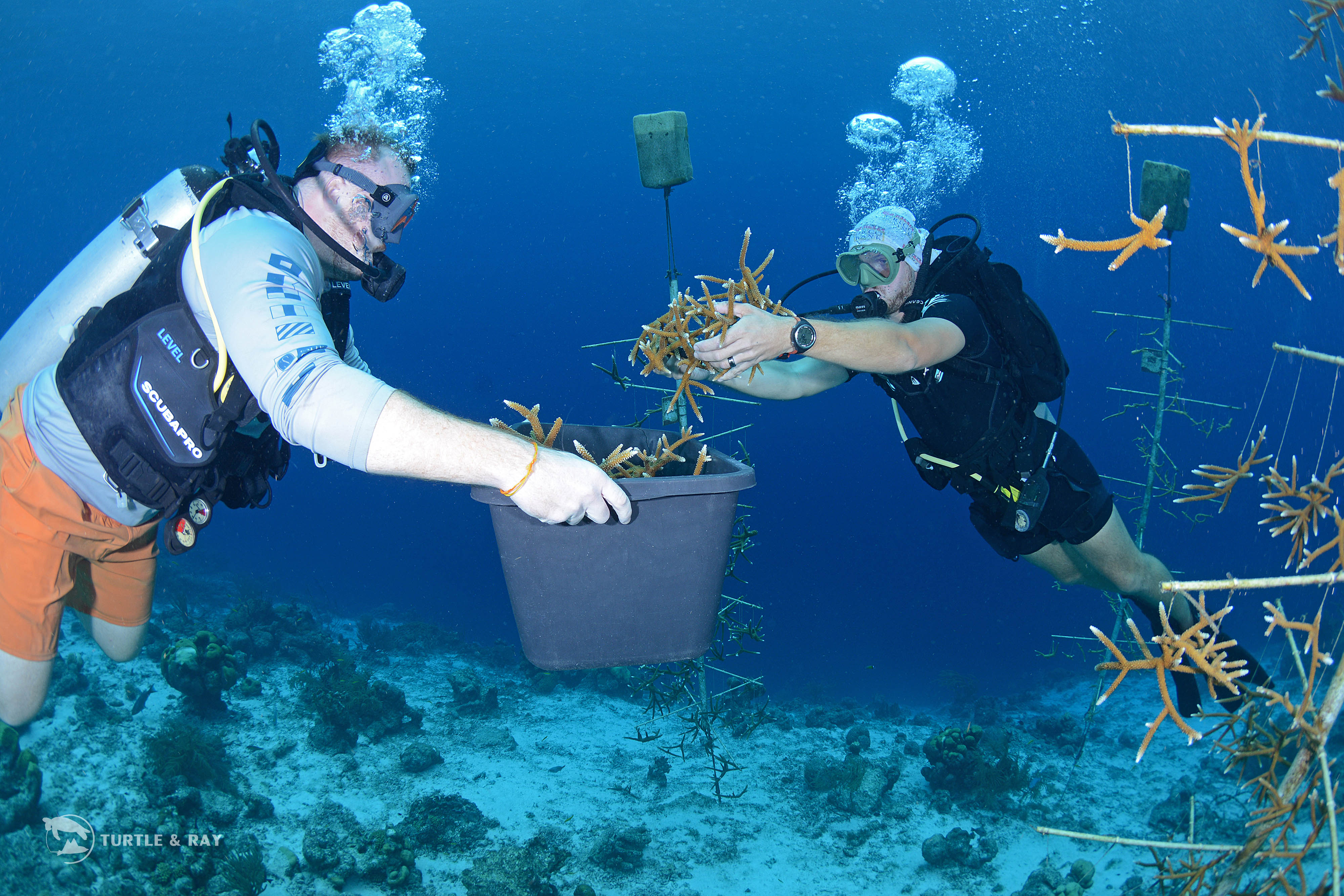 Branch Coral foundation (3)