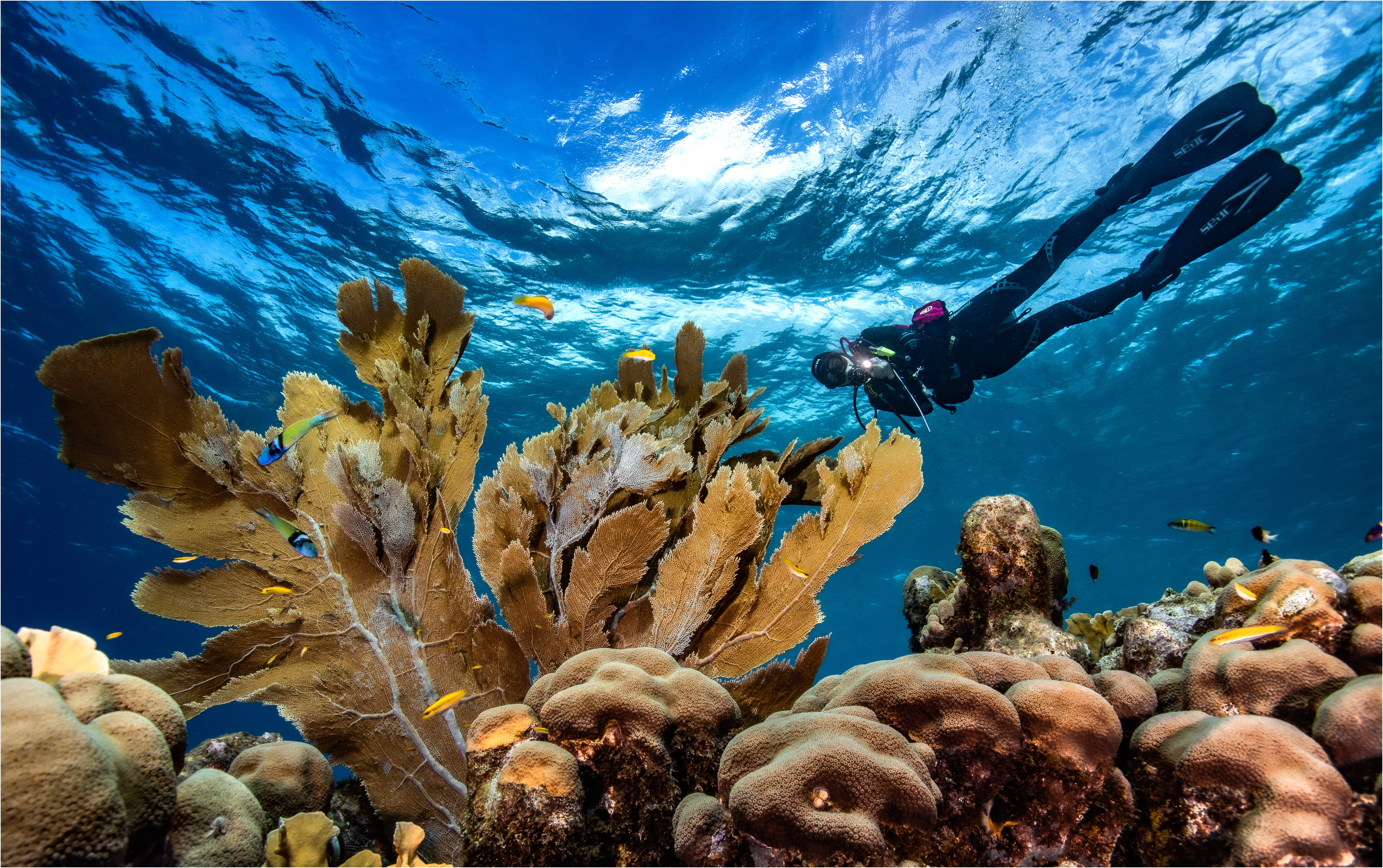 Diving Curacao 1