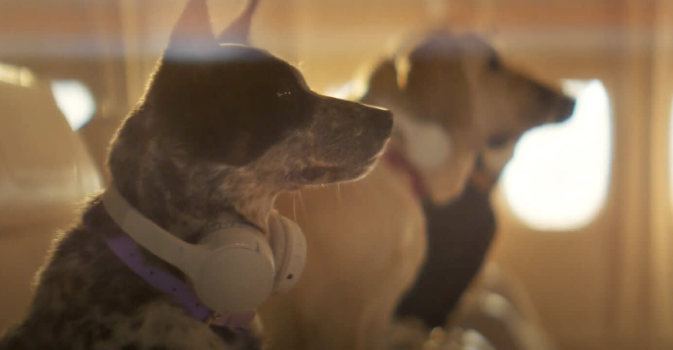 A row of dogs sit in an airplane with headphones around their necks