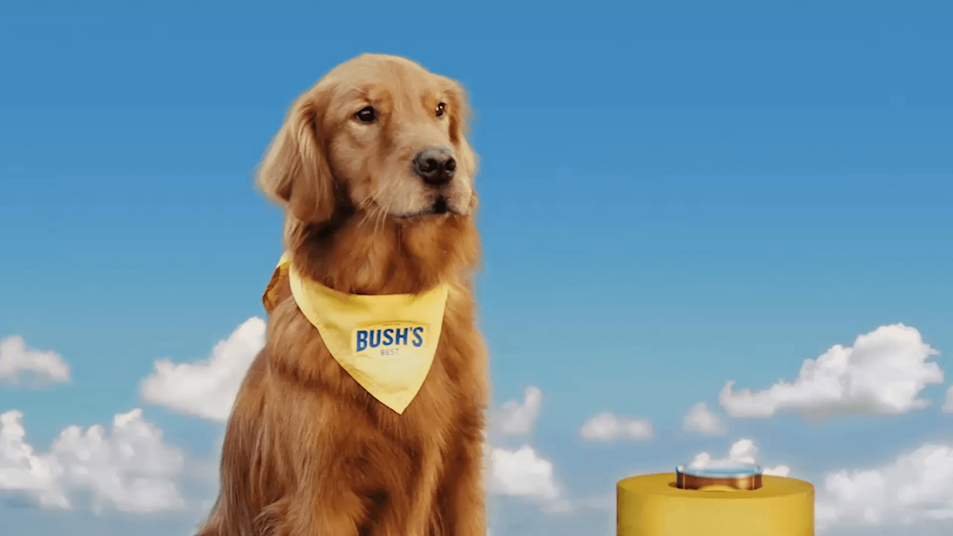Duke, the Bush Bean's, staring into the distance with a cloudy background