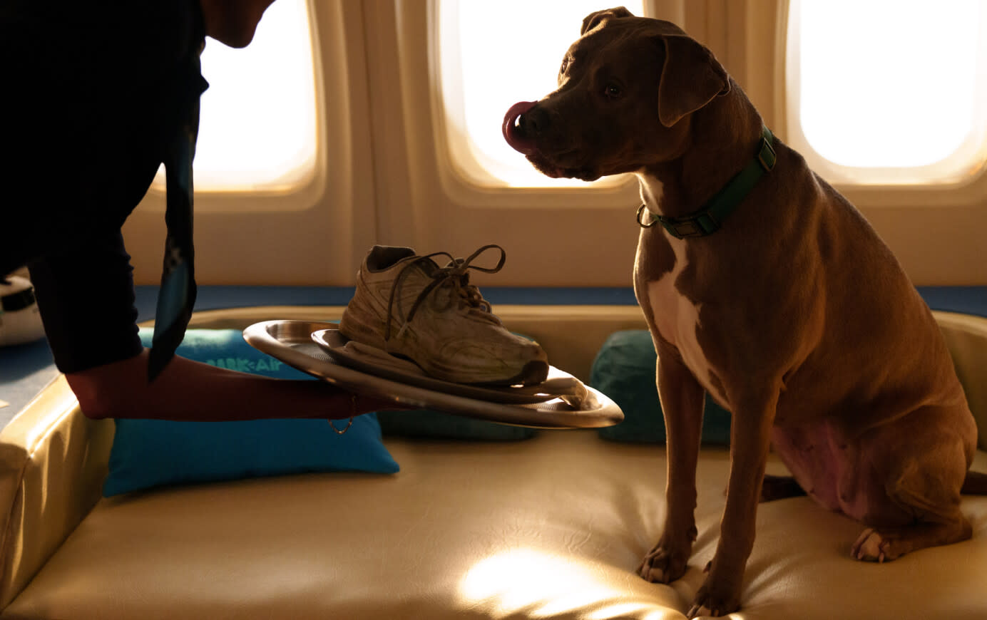 A dog licking its lips as a flight attendant serves a stinky shoe on a silver platter 