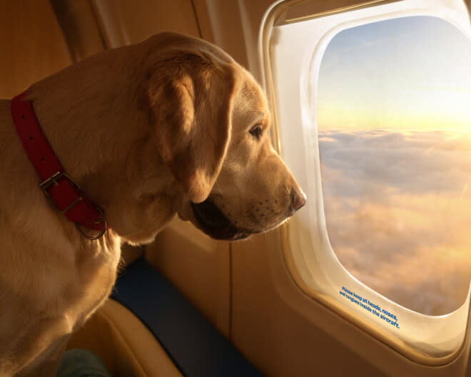 A dog looking out at a sunset from their seat in a Bark Air plane