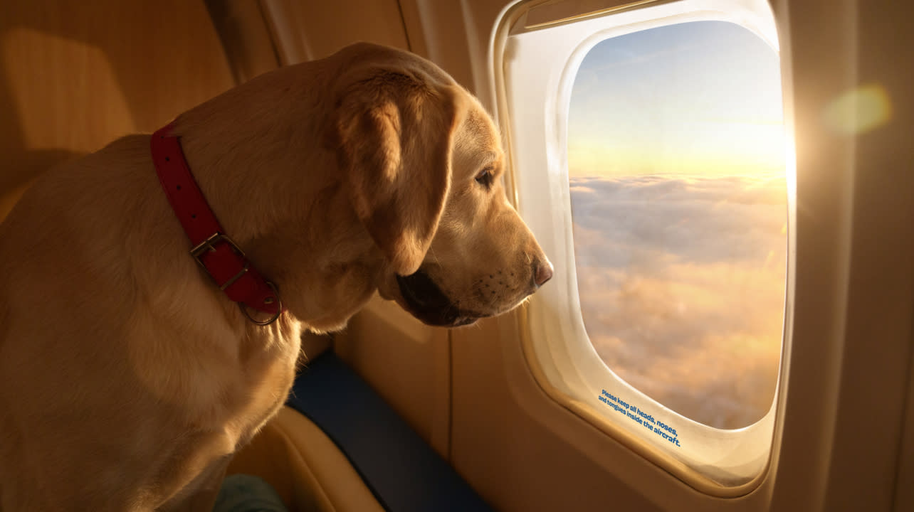 Purebred good boy looks out the window out of a Bark Air plane