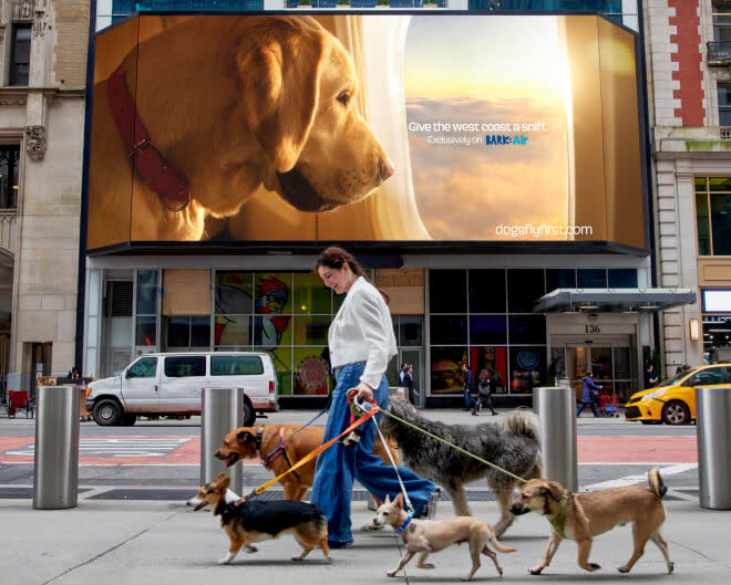 A dog walker walking 5 dogs of varying sizes and breeds in front of a billboard for Bark Air