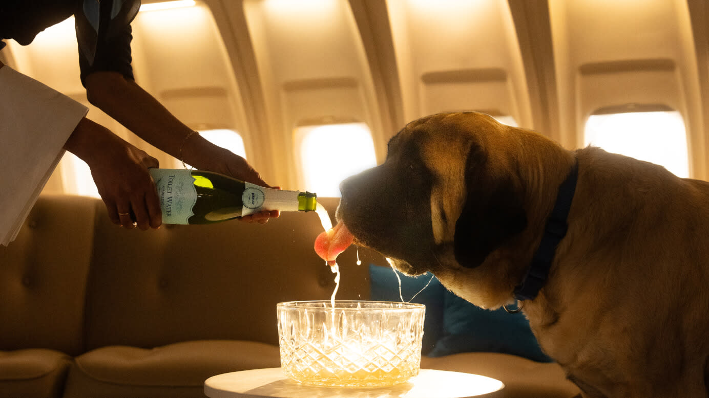 A mastiff drinks fresh toilet water from a bottle served by a flight attendant