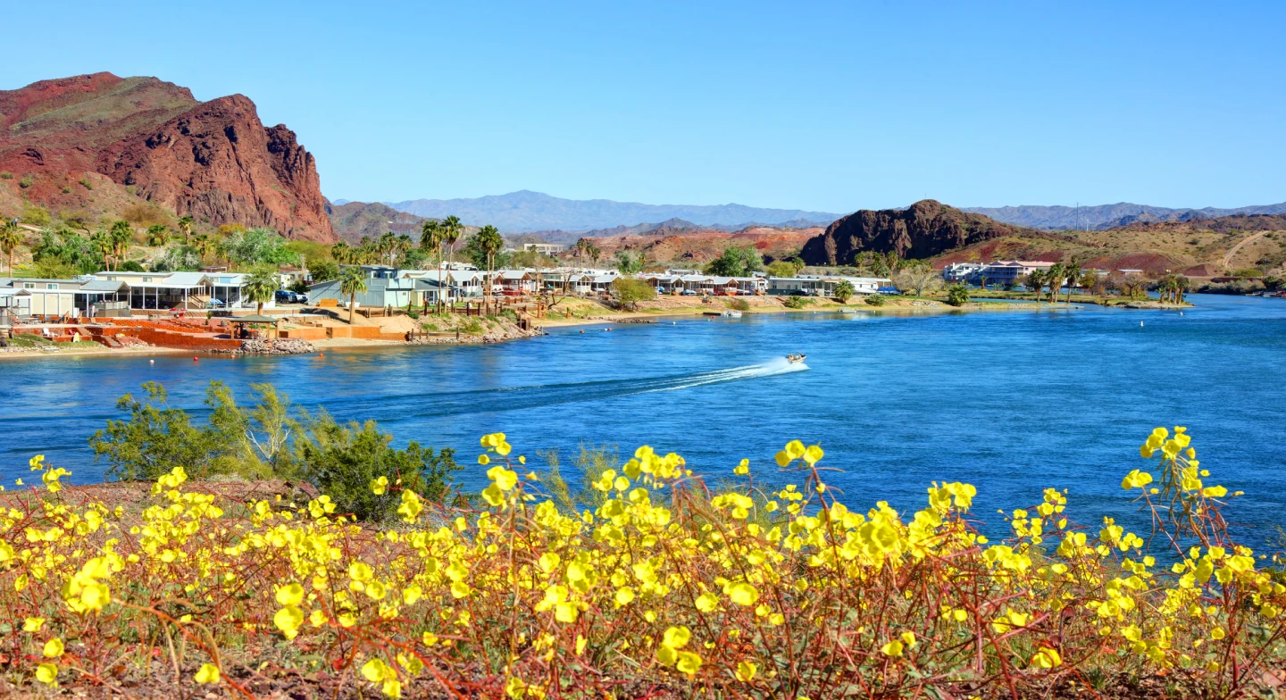A view of a lake and blooming flowers in the desert near Phoenix, AZ at midday
