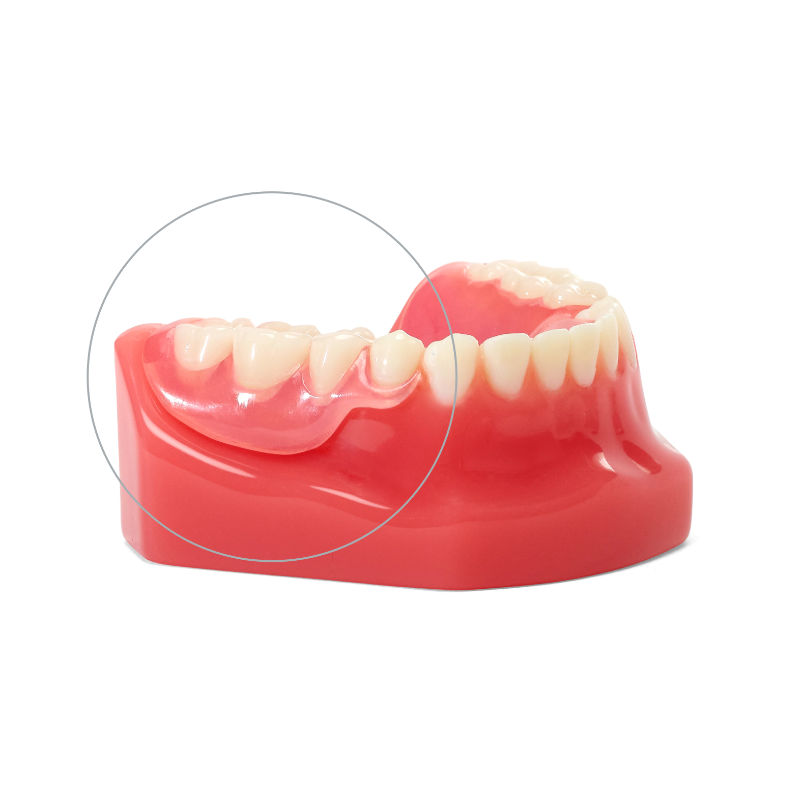 Flexilytes℠ partial dentures showcased on lower denture model, emphasizing tooth replacement on natural gums.