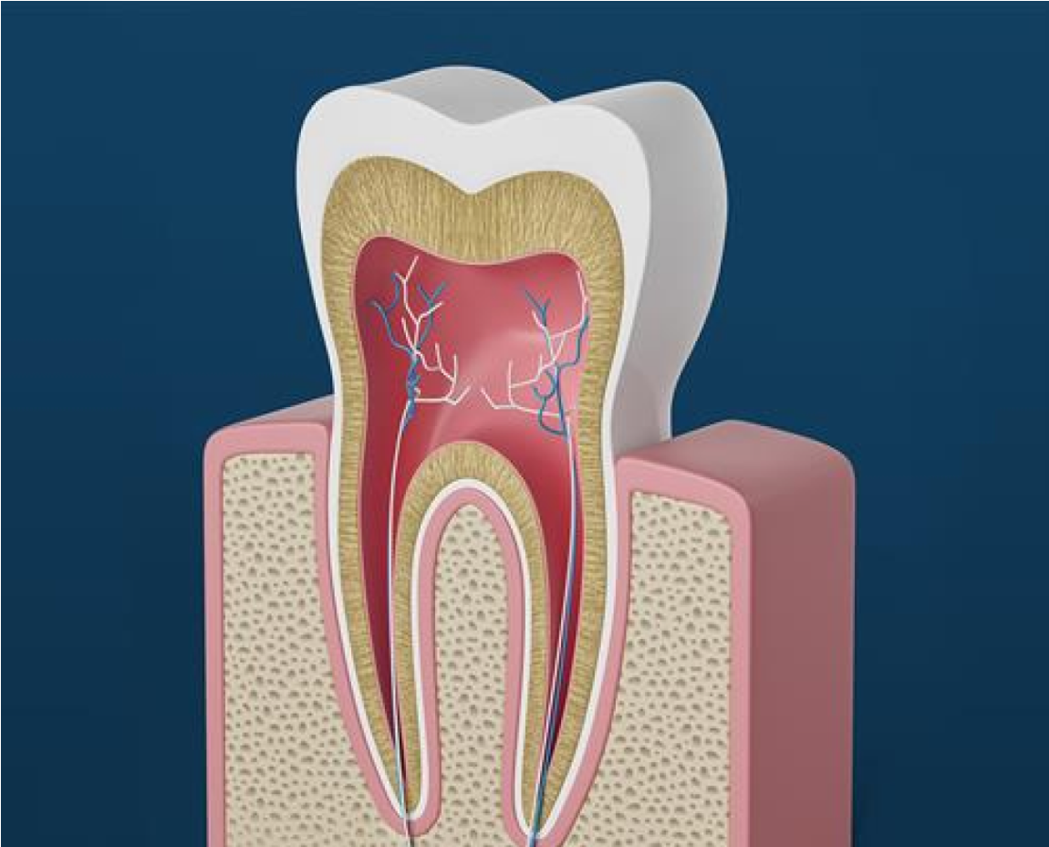 A graphic of a cross section of a human tooth, showing the enamel, dentin, pulp, and root.