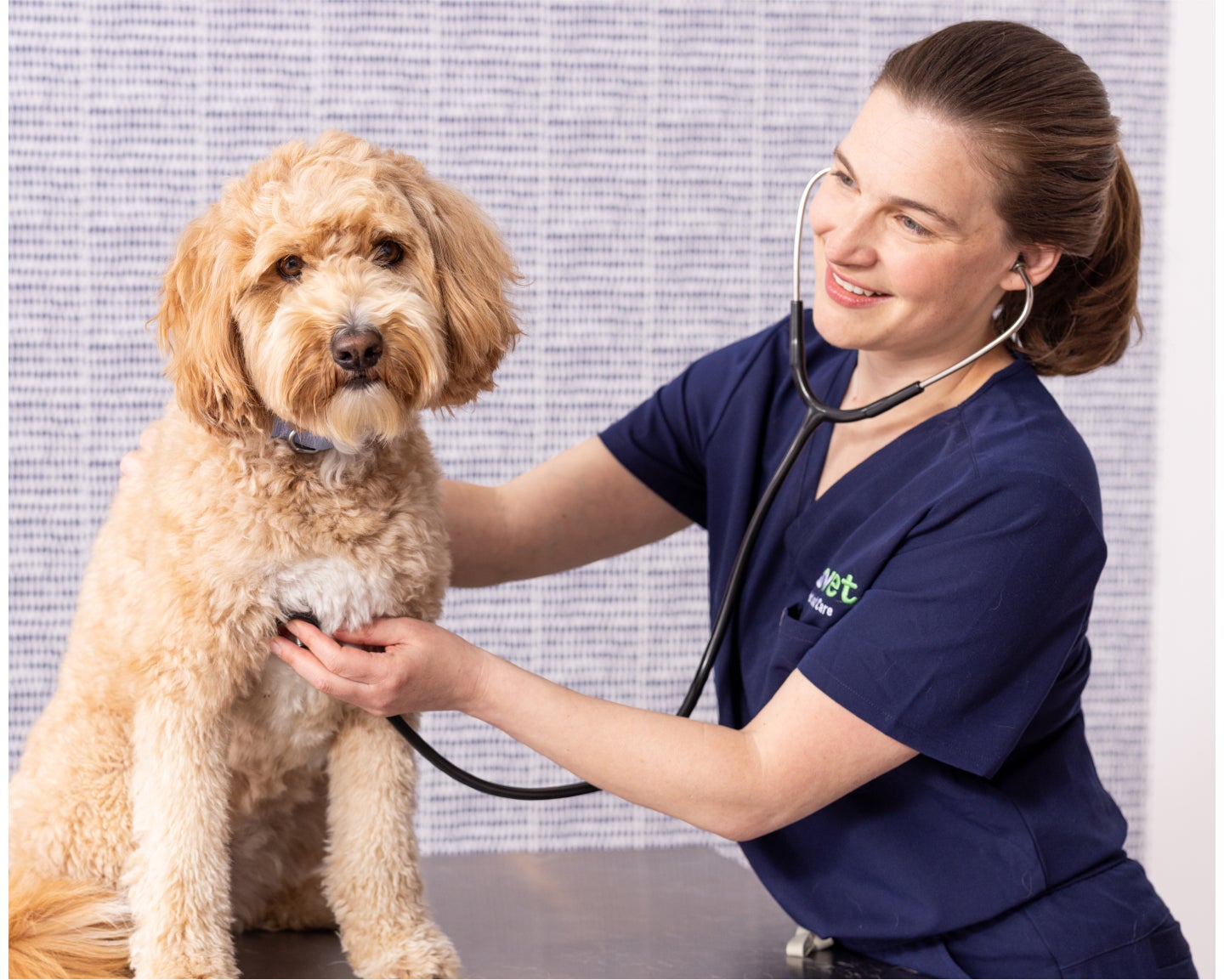 A Vet is holding a gray and white cat in their arms.
