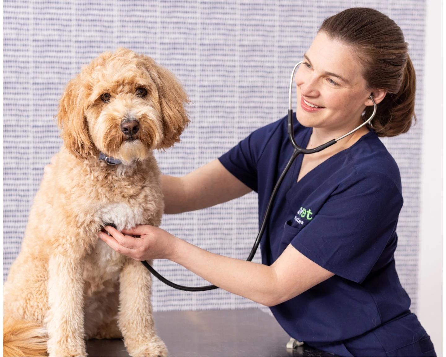 A Vet is holding a gray and white cat in their arms.