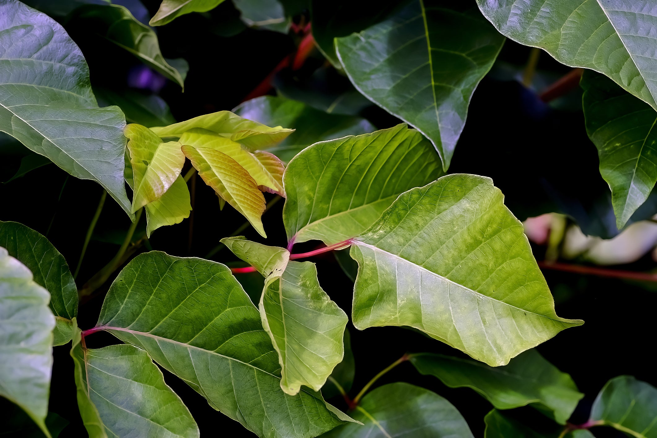 A photo of poison sumac leaves.