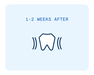 A tooth icon on a light blue background with the words "1 - 2 weeks after" representing early healing stage 1 - 2 weeks after getting a dental bone graft procedure.