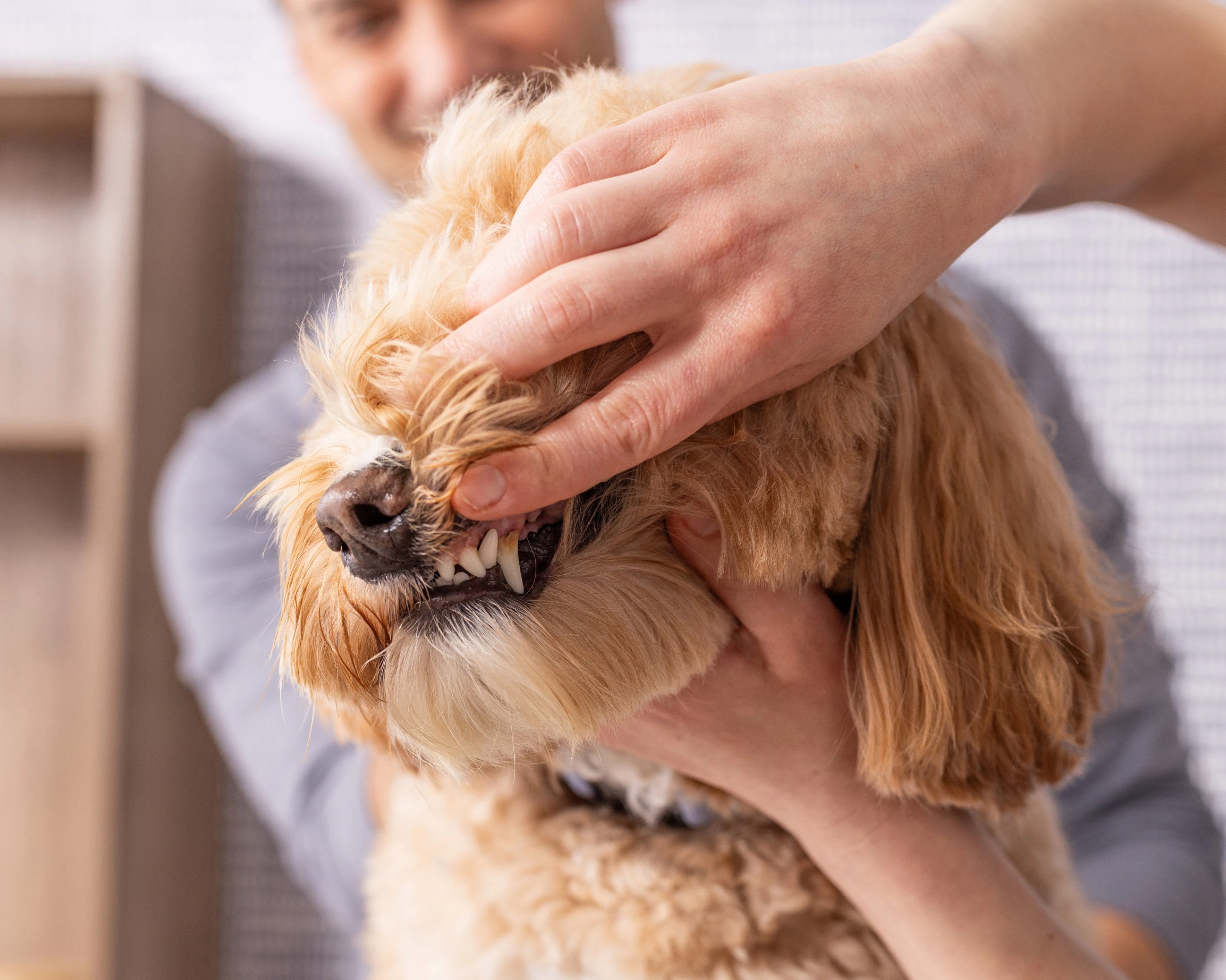 Small dog experiencing a dental exam at Lovet Pet Health Care.