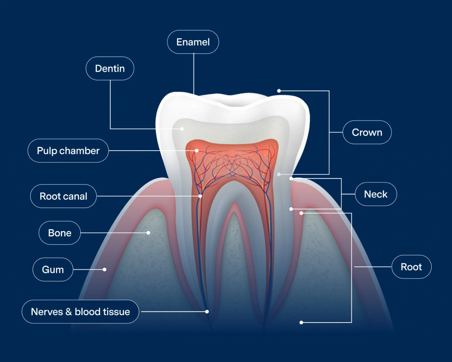 Tooth Diagram Rct Root Canal Procedure | Aspen Dental