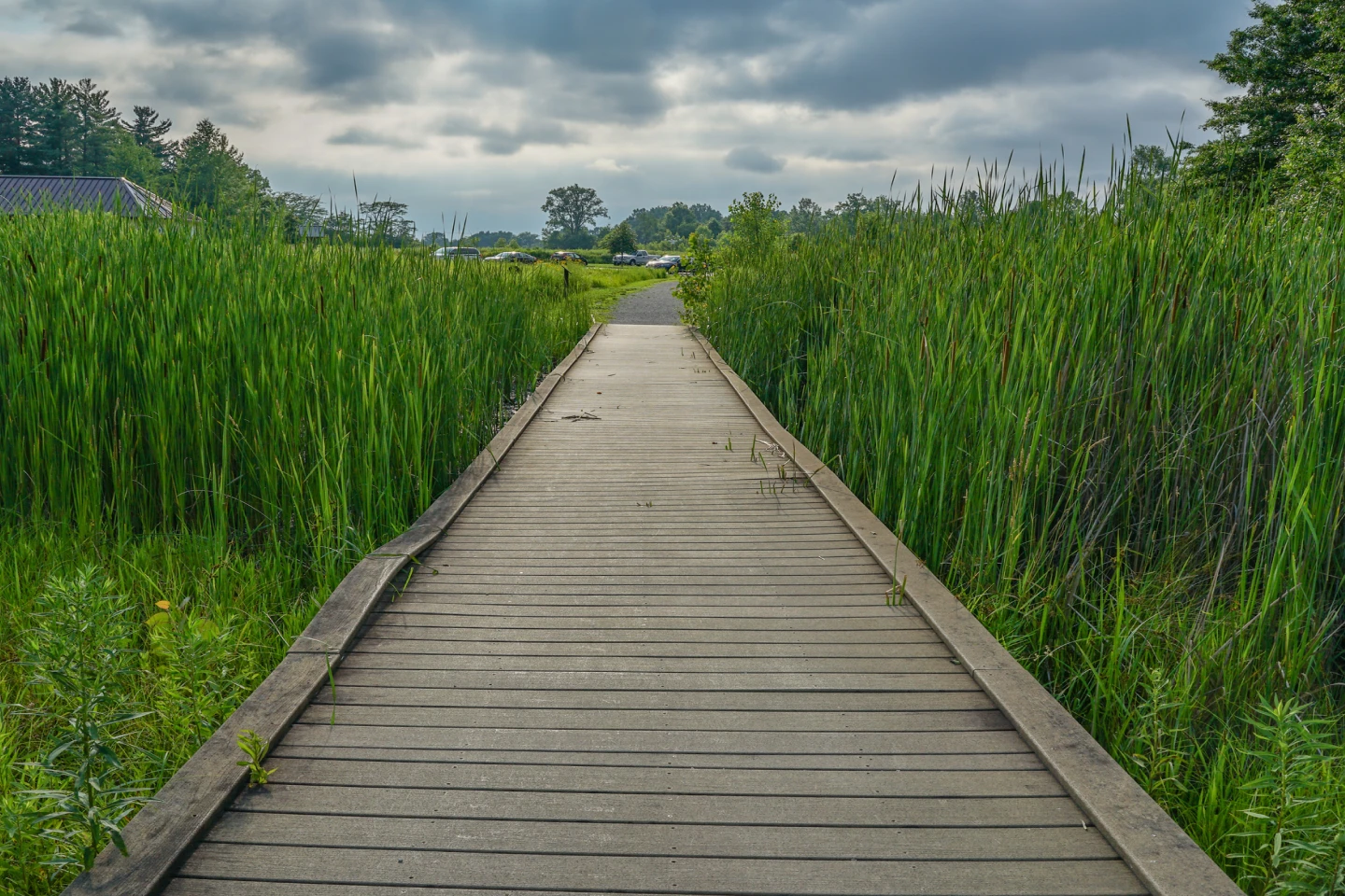 A path through a marshland near Columbus. 