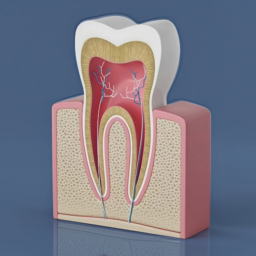 A 3D rendering of a tooth cross section. 