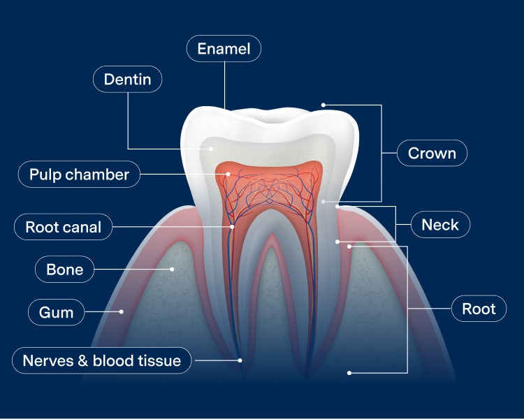 A cross-sectional diagram of a healthy tooth, showcasing the the tooth anatomy with each part labeled starting with the crown the enamel, dentin. The internal and external tooth root system link pulp chamber, root canal, bone, gum, nerves and blood tissue, against a blue background with the label "Healthy tooth" in the top left corner.