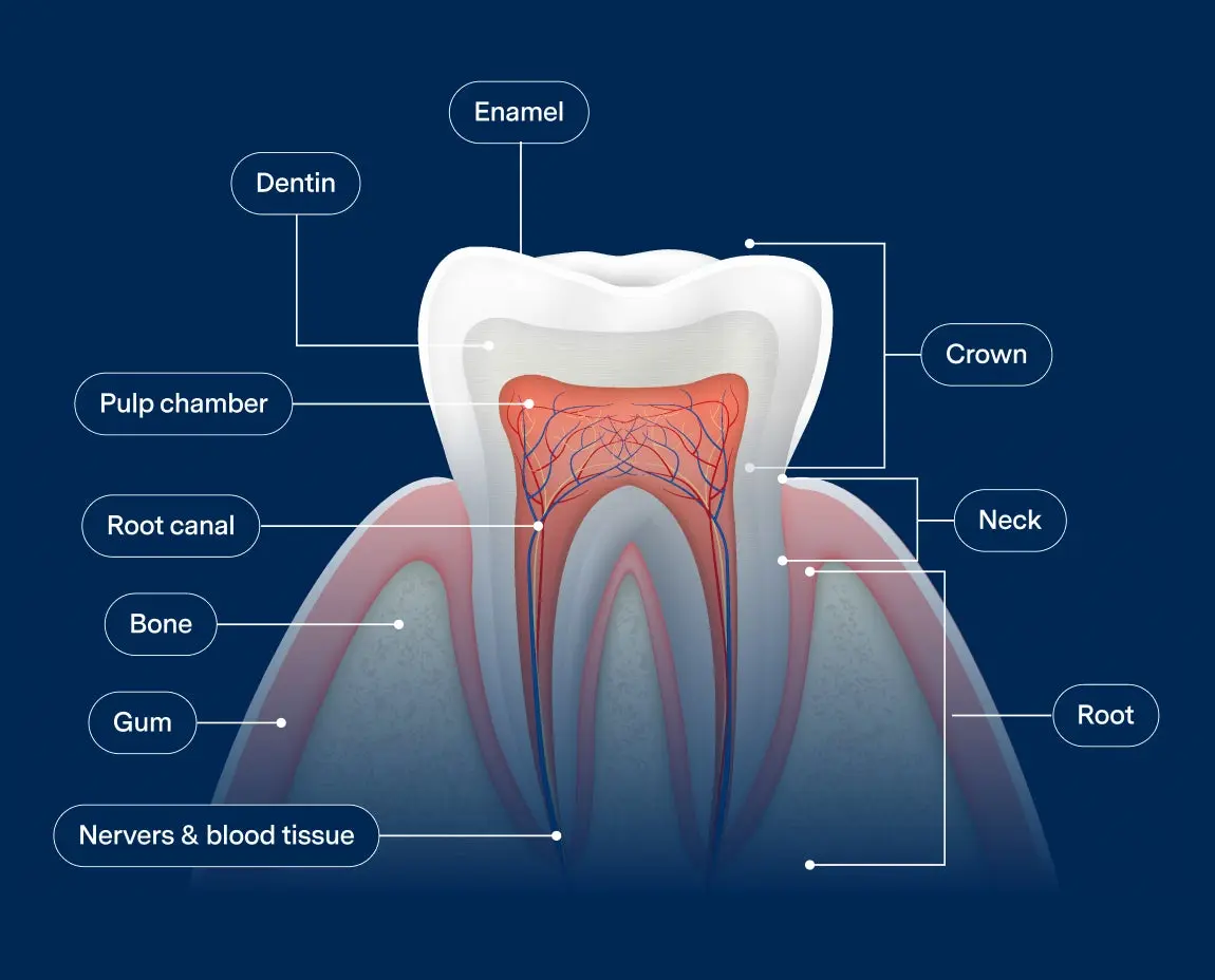 A cross-sectional diagram of a tooth labeled with parts including enamel, dentin, pulp chamber, root canal, bone, gum, crown, neck, root, and nerves & blood tissue.