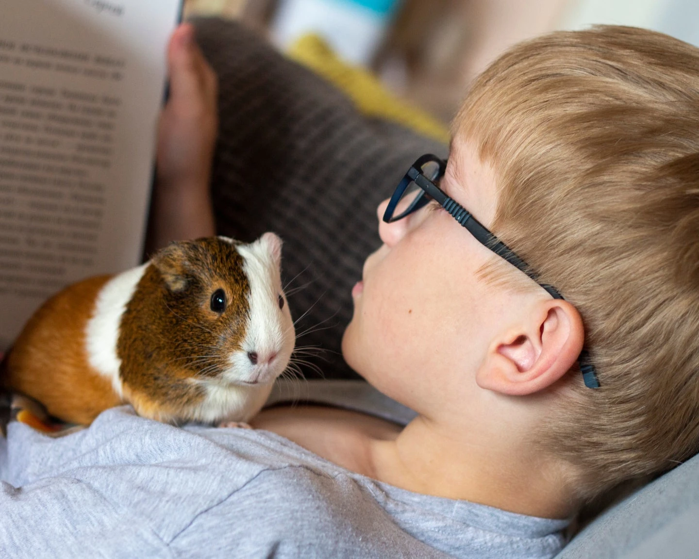 A young boy in black glasses reading a book on the couch with his pocket pet guinea pig.