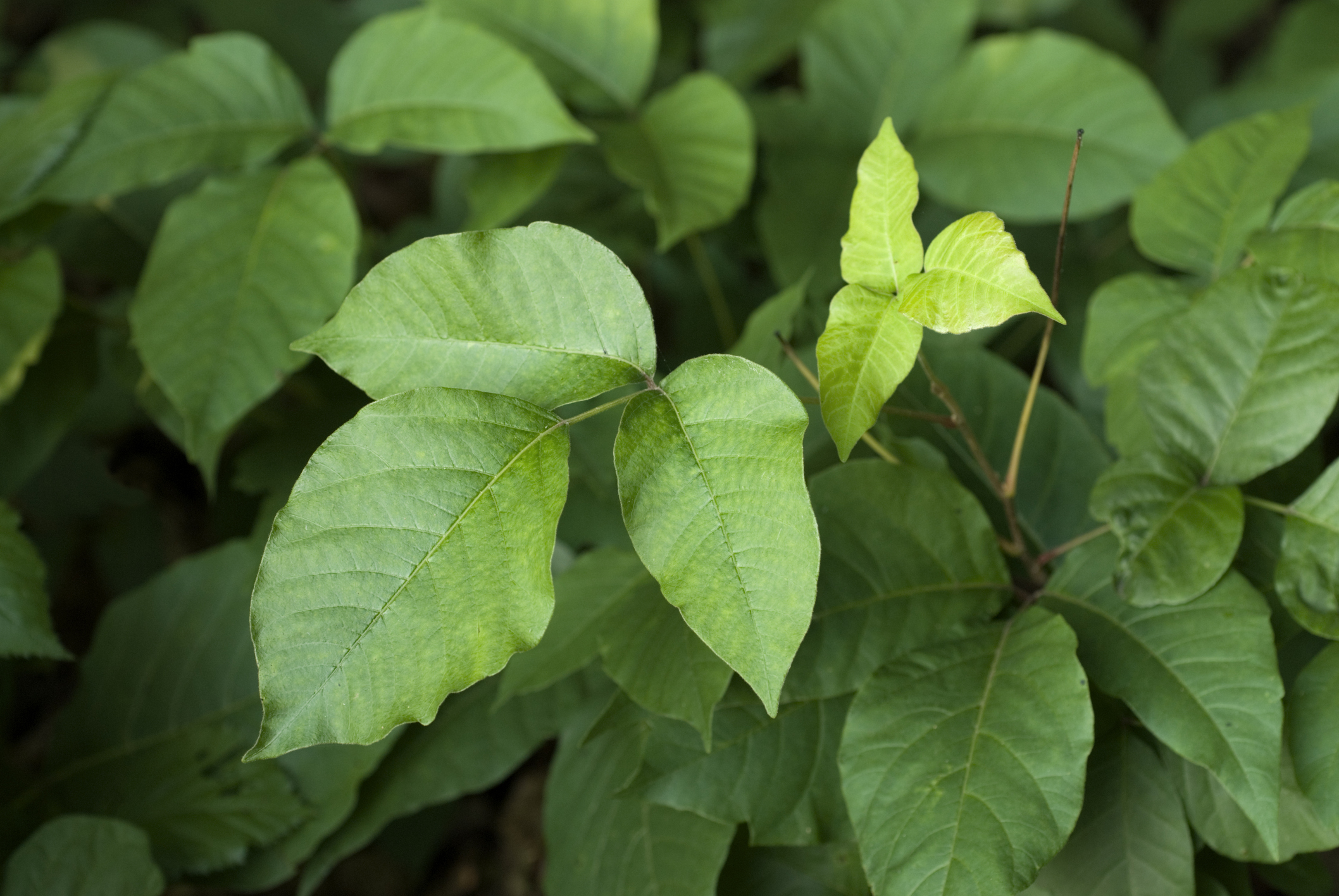 A photo of poison ivy leaves.