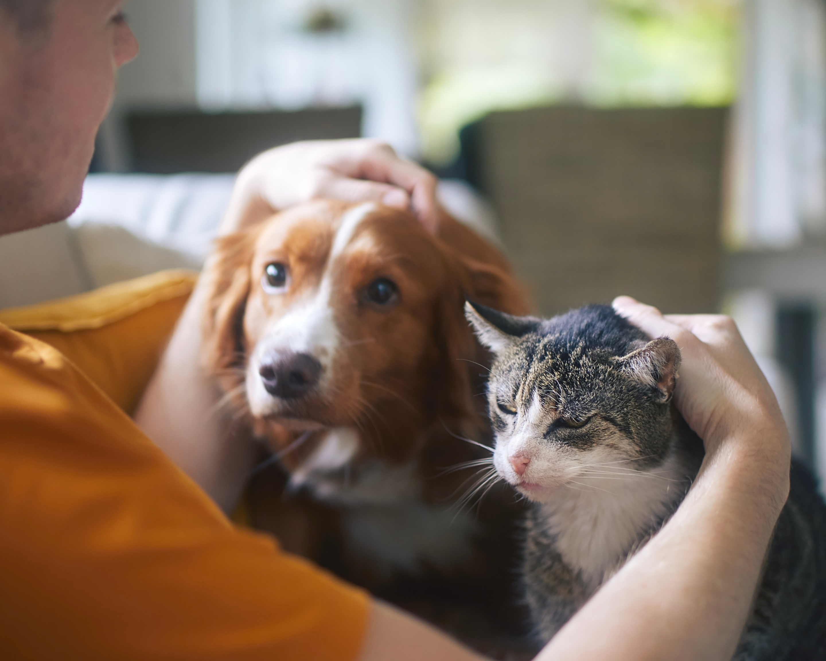 Pet parent holding sick cat and dog.