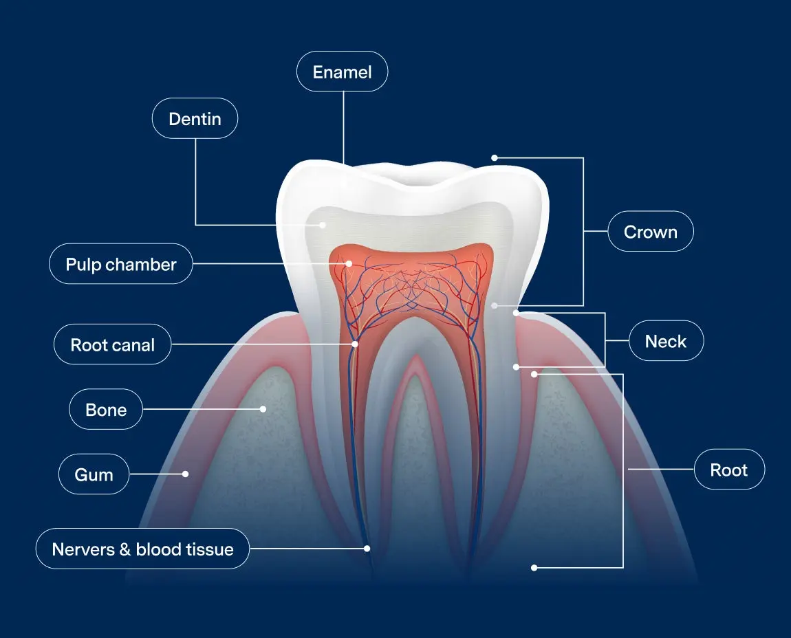 3D diagram of a tooth cross-section labeled with key components, including enamel, dentin, pulp chamber, root canal, nerves, crown, neck, root, gum, and bone, against a dark blue background.
