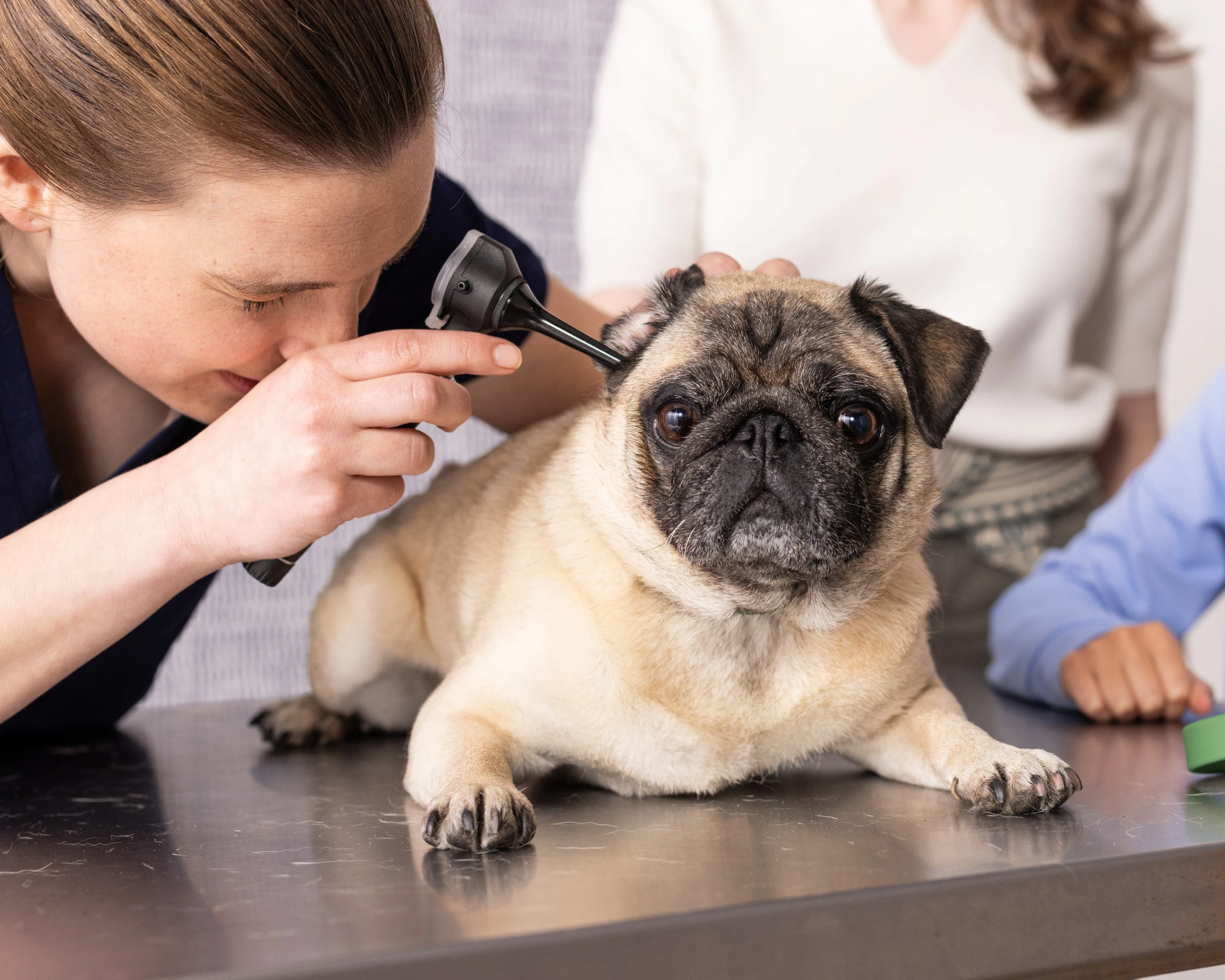 Pug lying on exam table during veterinary urgent care exam.