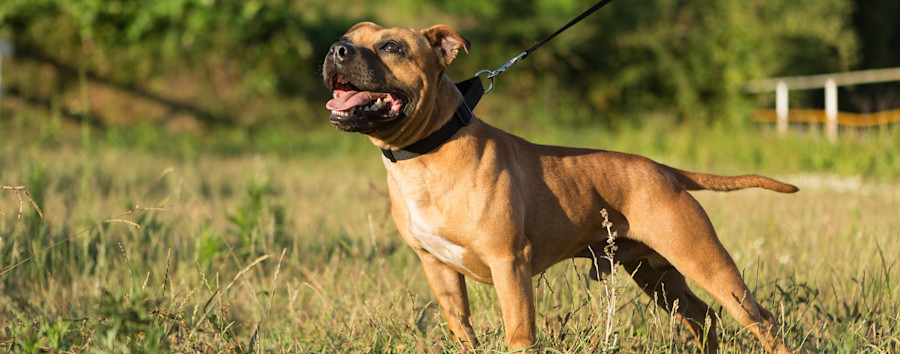 Wesenstest statt Pauschalverbot: Grüne wollen Kampfhunde in landeseigenen Wohnungen erlauben