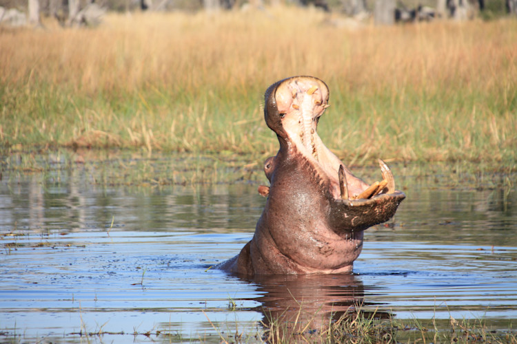 Urlaubsgrüße aus Botswana von Bernd Hennig