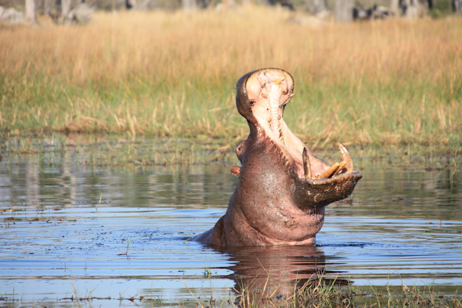 Urlaubsgrüße aus Botswana von Bernd Hennig