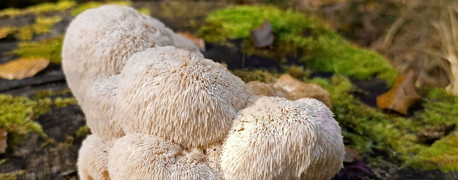 Zotteliger Igelstachelbart zum Pilz des Jahres 2026 gekührt