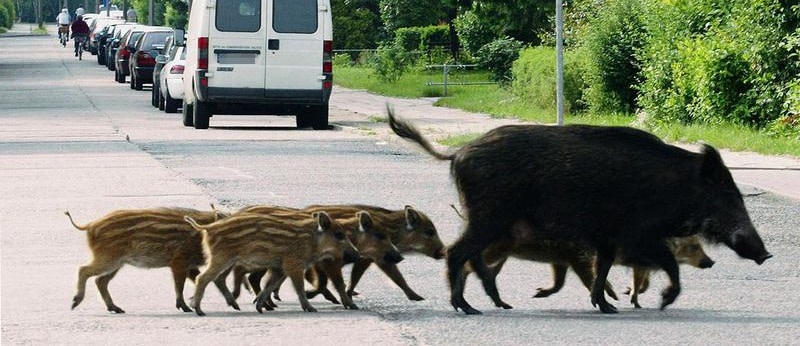 Was tun, wenn man einem Wildschwein begegnet?