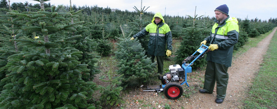 Mehr Weihnachtsbäume in Berlins Wohnungen