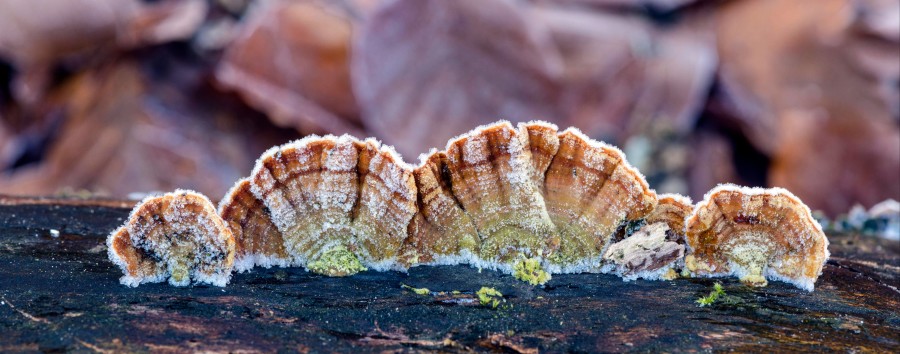 Dieser Pilz ist „als Lebensmittelzutat zu neuartig“: Berliner Verwaltungsgericht verbietet Vertrieb von Schmetterlings-Tramete