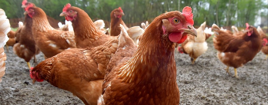 Berlins Henne-Ei-Thema: Welche Hühner Kita war zuerst da?