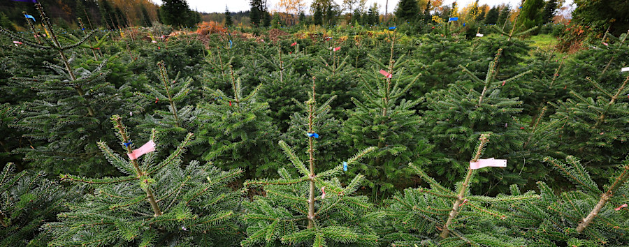 Berlin spart überall: Weihnachtsbaum vor dem Abgeordnetenhaus kleiner als in 2023